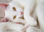 Snowball - Oriental Kitten For Sale - 