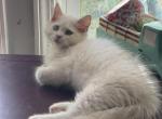 Rare Tica fawn male ready to go - Ragdoll Kitten For Sale - 