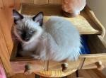 Maisy - Balinese Kitten For Sale - Sequim, WA, US