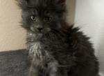 Max - Maine Coon Cat For Sale - Los Angeles, CA, US