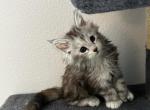 Phoebe - Maine Coon Cat For Sale - Los Angeles, CA, US