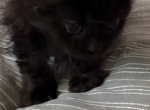 Weekend special 4 - Munchkin Kitten For Adoption - 