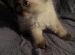 Weekend special 3 - Munchkin Kitten For Sale - 