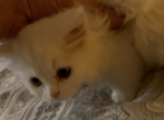 Weekend special - Munchkin Kitten For Sale - Citrus Heights, CA, US