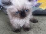 Weekend standard - Munchkin Kitten For Sale - 