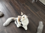 Lily - Maine Coon Cat For Sale - Los Angeles, CA, US