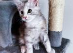 Helen - Maine Coon Cat For Sale - Los Angeles, CA, US