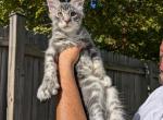 Ziggy - Maine Coon Kitten For Sale - 