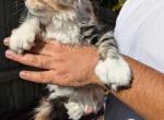 Mia - Maine Coon Kitten For Sale - Gainesville, VA, US