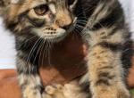 Huff - Maine Coon Kitten For Sale - 