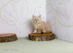 Tree Top III Pine - Siberian Kitten For Sale - Uxbridge, MA, US