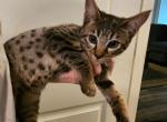 Miss Purple F6 - Savannah Kitten For Sale - Lakeland, FL, US