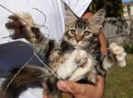 Minnie - Maine Coon Kitten For Sale - Gainesville, VA, US