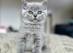 Barney - British Shorthair Kitten For Sale - Woodland Park, CO, US