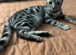 Tiger Lilly - Bengal Kitten For Sale - Tempe, AZ, US