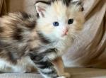 Olivia - Maine Coon Kitten For Sale - Warner Robins, GA, US