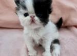 Cruella - Persian Kitten For Sale - Naples, FL, US