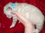 Marshmallow Snow Lynx clouded Bengal kitten - Bengal Kitten For Sale - FL, US