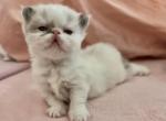 Baxter - Himalayan Kitten For Sale - Naples, FL, US