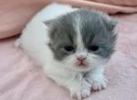 Jeremy - Persian Kitten For Sale - Naples, FL, US