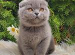 Kitty girl - Scottish Fold Kitten For Sale - 