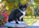 Randy - Domestic Kitten For Adoption - Myerstown, PA, US