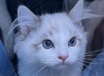 Blue bicolor ragdoll kitten - Ragdoll Kitten For Sale - Anniston, AL, US