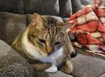 Peanut brittle - Domestic Cat For Adoption - Spokane Valley, WA, US