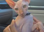 Sunny - Sphynx Kitten For Sale - 