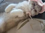 Exotic Shorthair Female Cream White Kitten - Exotic Kitten For Sale - 