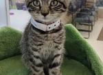 Zoe - American Shorthair Cat For Sale - Richmond, VA, US