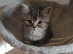 Nova - Himalayan Kitten For Sale - 