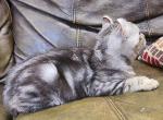 Eclipse - Highlander Kitten For Sale - Bridgeton, NJ, US