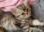 Pokey - Himalayan Kitten For Sale - 