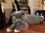 Molly - Persian Kitten For Sale - Levittown, PA, US