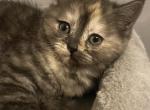 Pootchie - Himalayan Kitten For Sale - 