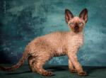 Ursa Minor - Devon Rex Kitten For Sale - Norwalk, CT, US