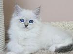 Cezar - Siberian Kitten For Sale - Norwalk, CT, US