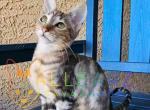 Bonnie - Savannah Kitten For Sale - 