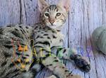 Lydia Savannah Kitten - Savannah Kitten For Sale - 