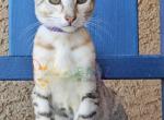 Witchy Savannah Female - Savannah Kitten For Sale - 