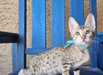 Boo Savannah Female - Savannah Kitten For Sale - Las Vegas, NV, US