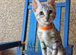 Nutmeg Savannah Female - Savannah Kitten For Sale - Las Vegas, NV, US