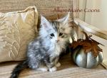 Silver with White - Maine Coon Kitten For Sale - 