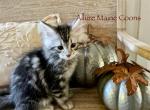 Silver - Maine Coon Kitten For Sale - 