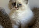 Scarlett - Ragdoll Kitten For Sale - Denver, PA, US