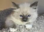 Sadie - Ragdoll Kitten For Sale - Denver, PA, US