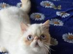 Crystal - Exotic Kitten For Sale - Gurnee, IL, US