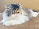 Baby Girl - Persian Kitten For Sale - 