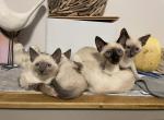 Cats - Siamese Kitten For Sale - Barre, MA, US